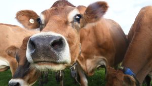 Lower Milk Volumes What It Means For Your Payout