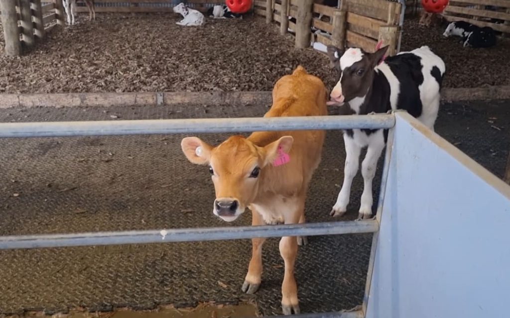 New Zealand Dairy's Cold Start A Global Warning