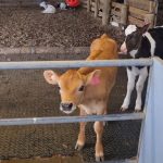New Zealand Dairy's Cold Start A Global Warning