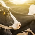 Rabobank's latest Global Dairy Top 20 report signals major changes ahead
