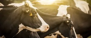 Rabobank's latest Global Dairy Top 20 report signals major changes ahead