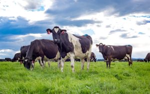 Rising dairy supply and demand risks in focus