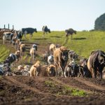 The Agribusiness Crisis on Australia's Limestone Coast