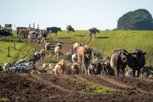 The Agribusiness Crisis on Australia's Limestone Coast