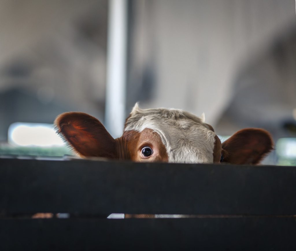 The Costly Flaw in Ireland's Dairy Compensation