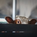 The Costly Flaw in Ireland's Dairy Compensation