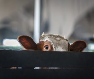 The Costly Flaw in Ireland's Dairy Compensation