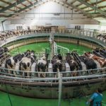 The Dairy Market Paradox Why More Milk Isn't Boosting Profits