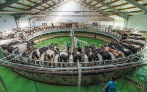 The Dairy Market Paradox Why More Milk Isn't Boosting Profits