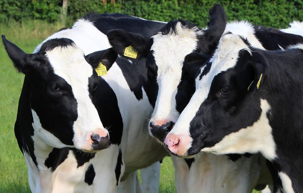 The €1.5B threat to Ireland's dairy industry is real