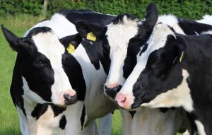 The €1.5B threat to Ireland's dairy industry is real