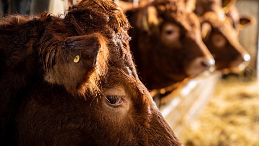 The Feed Contamination Crisis Threatening Dairy