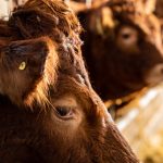 The Feed Contamination Crisis Threatening Dairy