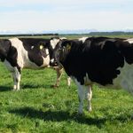 The Hidden Key to Dairy Fertility You're Missing