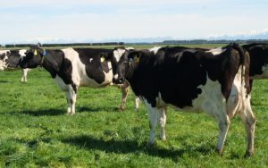 The Hidden Key to Dairy Fertility You're Missing