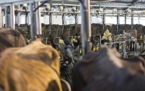 The Lactalis Deal A Win-Win for Dairy Giants