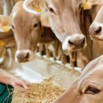 The Rural Vet Crisis Is This Plan the Answer