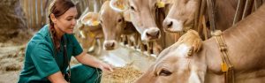 The Rural Vet Crisis Is This Plan the Answer