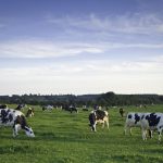U.S. Dairy at a Crossroads The Looming Heifer Gap