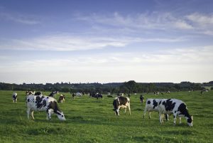 U.S. Dairy at a Crossroads The Looming Heifer Gap