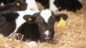 UK dairy sets bold path with new GB Calf Strategy
