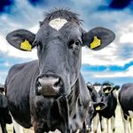 WFU statement regarding labor dispute at the W&W Dairy plant in Monroe