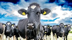 WFU statement regarding labor dispute at the W&W Dairy plant in Monroe
